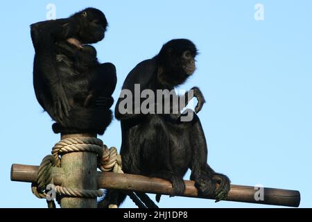 scimmie ragno in uno zoo in francia Foto Stock