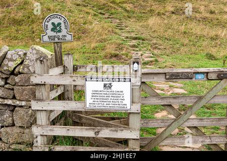 Tieni presente il cartello "bestiame in campo" al CAW Gap, Shield on the Wall, Northumberland UK Foto Stock