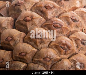 Naturale secco pino cono texture macro Foto Stock