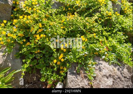 Lysimachia nummularia, striscianti jenny, due varianti leggermente diverse rispetto a causa di intensità luminosa e contenuto del suolo, uno con altri scuro con luce golden Foto Stock