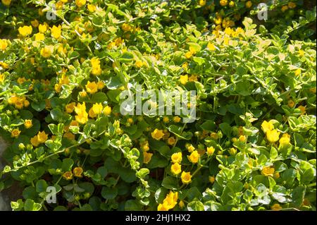 Lysimachia nummularia, striscianti jenny, due varianti leggermente diverse rispetto a causa di intensità luminosa e contenuto del suolo, uno con altri scuro con luce golden Foto Stock