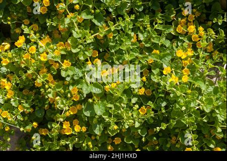 Lysimachia nummularia, striscianti jenny, due varianti leggermente diverse rispetto a causa di intensità luminosa e contenuto del suolo, uno con altri scuro con luce golden Foto Stock