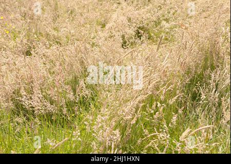Erba pascolo comune selvaggia stabilita all'altezza dell'estate con Fucus Holcus Phleum Dactylis Alopecurus Cynosurus fiore Spikes fonte polline raffreddore da fieno Foto Stock