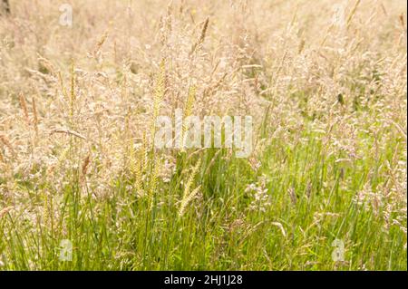 Erba pascolo comune selvaggia stabilita all'altezza dell'estate con Fucus Holcus Phleum Dactylis Alopecurus Cynosurus fiore Spikes fonte polline raffreddore da fieno Foto Stock