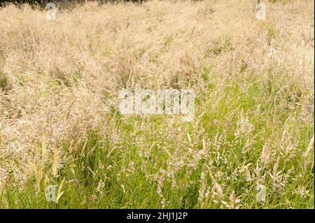 Erba pascolo comune selvaggia stabilita all'altezza dell'estate con Fucus Holcus Phleum Dactylis Alopecurus Cynosurus fiore Spikes fonte polline raffreddore da fieno Foto Stock