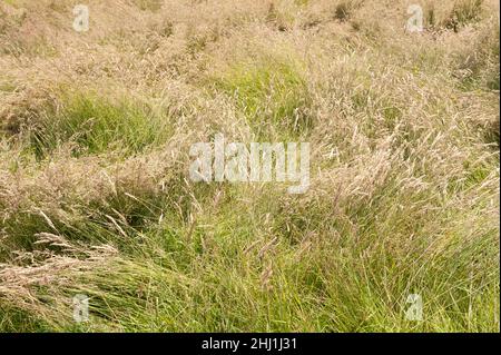 Erba pascolo comune selvaggia stabilita all'altezza dell'estate con Fucus Holcus Phleum Dactylis Alopecurus Cynosurus fiore Spikes fonte polline raffreddore da fieno Foto Stock