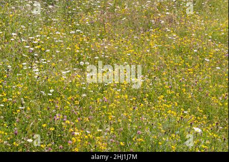 Prato di fieno di lusso con erba di trifoglio vetches bue margherita occhio Birdsfoot trifoglio che attrae insetti impollinanti farfalle api hoverflies Foto Stock