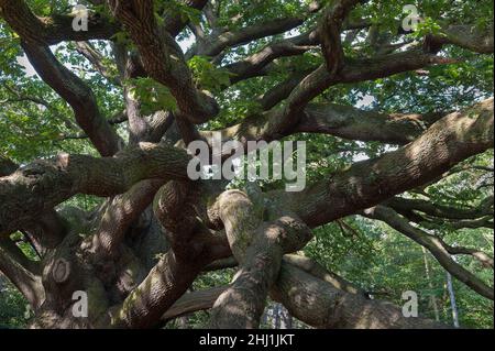 Si allarga la torreggiante corona irregolare dell'antica e massiccia quercia inglese Quercus robur con rami intrecciati a gnarled in estate con un tocco di cielo blu Foto Stock