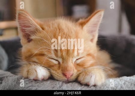 Il gattino dorme dolcemente Foto Stock