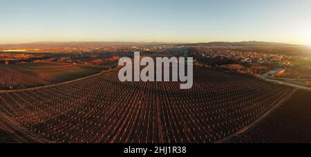 Vista panoramica dei vigneti, concetto di produzione del vino Foto Stock