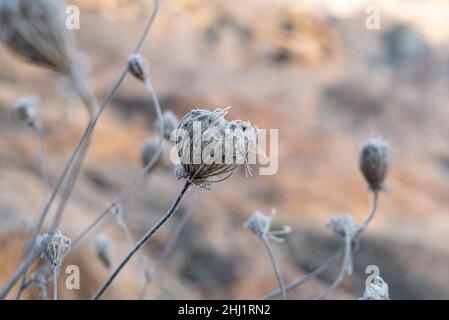 il gelo coperto fiore selvaggio di una carota selvaggia in una fredda mattina d'inverno Foto Stock