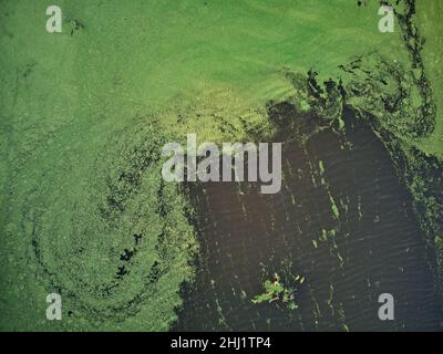 Vista aerea dall'alto verso il basso di un incredibile modello di alghe in un laghetto Foto Stock