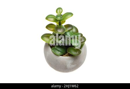 Pianta di foglia succulenta in vaso isolato ritaglio su sfondo bianco. Fogliame verde di houseplant, flora tropicale in piccolo contenitore grigio. Foto Stock