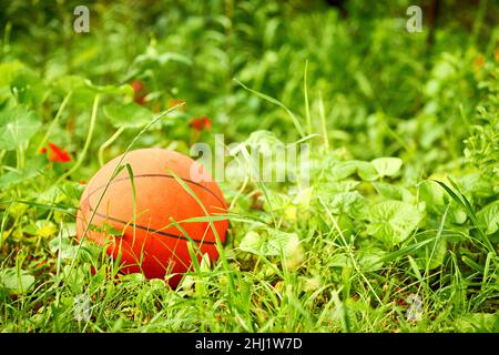 Palla di basket arancione nel prato con fiori selvatici e erba verde Foto Stock