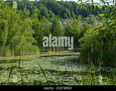 Gruppo di ninfee verdi brillanti nel laghetto con fiori di ninfee bianchi Foto Stock