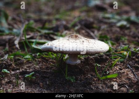 Grande fungo bianco del fairy anello che cresce in un prato o in un campo Foto Stock