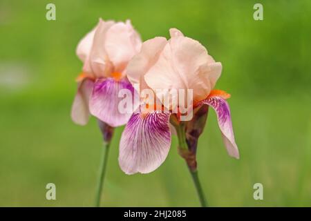 Alto iride con lacrime, iridacee, albicocca di pesca borgogna con barba arancione, fondo verde morbido Foto Stock