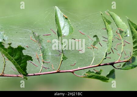 Gruppo di larve di Bird-ciliegio ermine (Yponomeuta evonymodella) pupilare in fitte rete comunale, bianca su un tronco di albero e rami tra verde Foto Stock