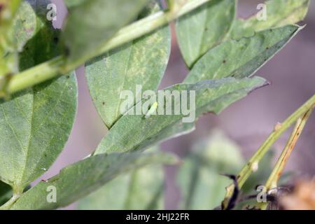 Il foglietto - Empoasca sulle foglie di fave. Questi sono pesti di raccolto che succhiano linfa di pianta. Foto Stock