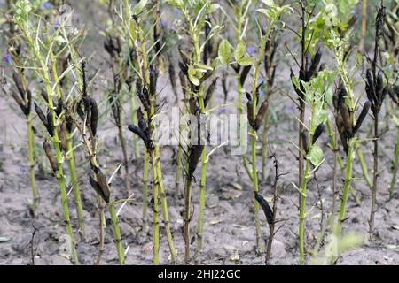 Malattia - muffa grigia causata da Botrytis fuckeliana, cinerea su baccelli di fagiolo. Foto Stock