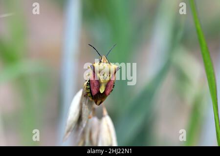 Il bug scudo Carpotoris fuscispinus macro. Un insetto che riposa su un gambo di cereale. Foto Stock