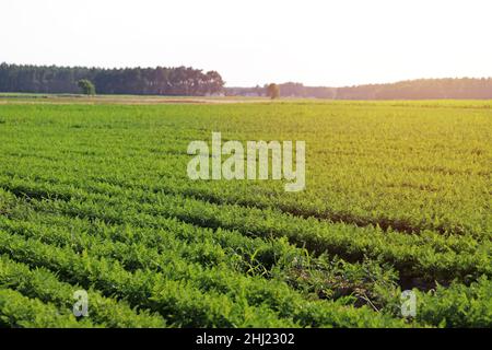 Carote che crescono nei letti nel campo dei coltivatori, carote che sporgono sopra la muffa, verdure piantate in file. Agricoltura biologica, agricoltura concep Foto Stock