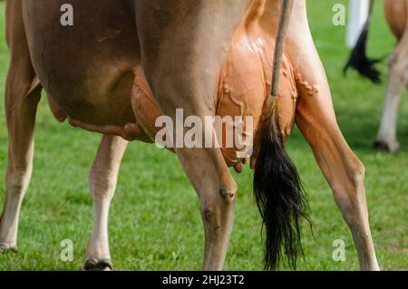 Mammelle grandi di una mucca in maglia Foto Stock