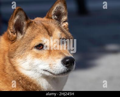 primo piano di un cane (shiba inu) dal lato - spazio di copia - fuoco selettivo Foto Stock