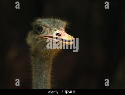 Struzzo che perching al mattino in terra Foto Stock