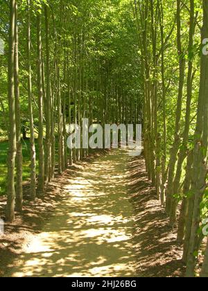 Sentiero sterrato in boschi fiancheggiati da alberi, bambù e ombre. Foto Stock