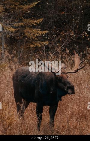 Una splendida alce nel Parco Provinciale di Algonquin. Foto Stock