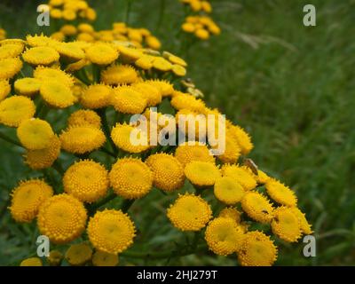 Tansy (in latino: Tanacetum vulgare) è una pianta erbacea velenosa perenne da fiore. I fiori gialli di una testa di fiore in un primo piano di macro v Foto Stock