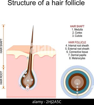 Struttura di un follicolo pilifero. Anatomia del pelo. Radice di capelli con papilla Dermal. Illustrazione vettoriale Illustrazione Vettoriale