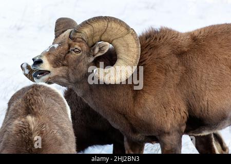 Ariete di pecora di Bighorn (Ovis canadensis) nella neve nel Parco Nazionale delle Badlands Foto Stock