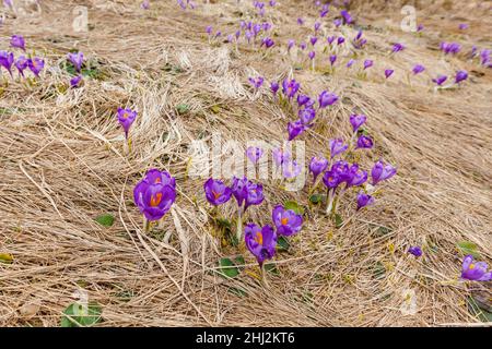 Campo di fiori di coccio che fioriscono sulla collina di montagna. Piante rare in fauna selvatica, primavera Foto Stock