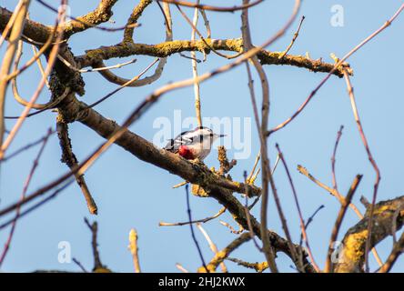 Incredibile Woodpecker grande punteggiato appollaiato in un albero Foto Stock