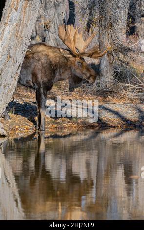 Bull Moose (Alces Alces) che va per un drink da un torrente di montagna. Autunno nel Grand Teton National Park, Wyoming, USA. Foto Stock