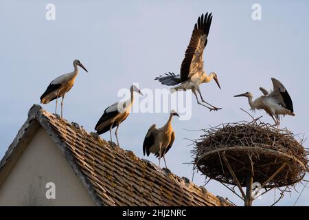 Cicogna bianca (Ciconia ciconia), aggregazione a Roost, chiesa, Dipartimento Haut-Rhin, Alsazia, Francia Foto Stock