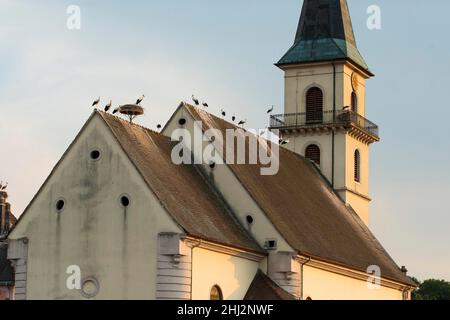 Cicogna bianca (Ciconia ciconia), aggregazione a Roost, chiesa, Dipartimento Haut-Rhin, Alsazia, Francia Foto Stock