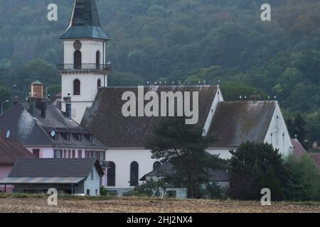 Cicogna bianca (Ciconia ciconia), aggregazione a Roost, chiesa, Dipartimento Haut-Rhin, Alsazia, Francia Foto Stock