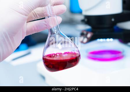 Matraccio rotondo con liquido colorato o campione di sangue in mano dello scienziato in guanti di gomma in un laboratorio moderno con un microscopio sullo sfondo. Foto Stock