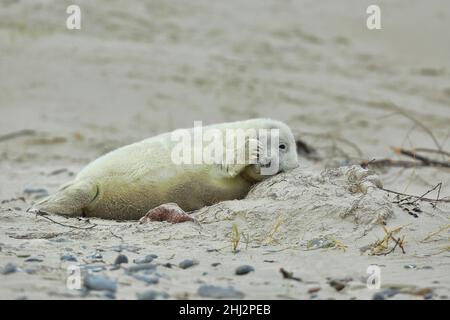 Foca grigia (Halichoerus grypus) giovanile, adagiata sulla spiaggia che copre un occhio, Schleswig-Holstein, Germania Foto Stock