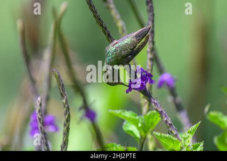 Colibrì scintillante (Selasfhorus scintilla) che beve nettare da un fiore, San Gerardo de Dota, Provincia di San Jose, Costa Rica Foto Stock