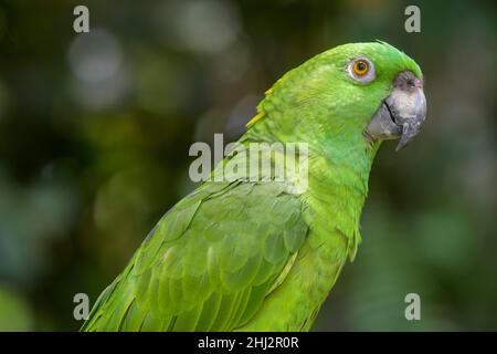 amazzonia del sud (Amazona farinosa), Centro di salvataggio Jaguar, Punta Cocles, Talamanca, Puerto Limon, Costa Rica Foto Stock