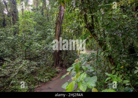 Foresta pluviale da un torrente, la Selva Biological Station, Sarapiqui, Heredia, Costa Rica Foto Stock