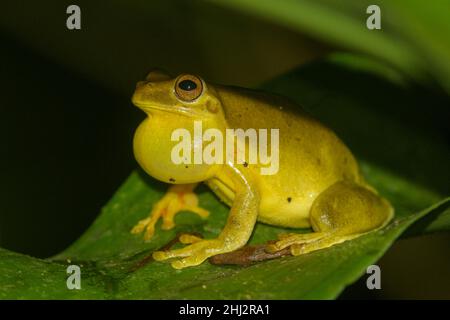 Rana di mogano (Tlalocohyla loquax), Arenal Observatory Lodge, Fortuna, Provincia di Alajuela, Costa Rica Foto Stock