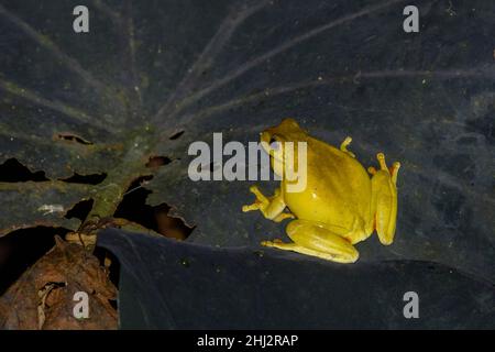 Rana di mogano (Tlalocohyla loquax), Arenal Observatory Lodge, Fortuna, Provincia di Alajuela, Costa Rica Foto Stock