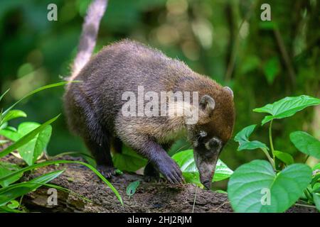 Coati bianchi (Nasua narica), Arenal Observatory Lodge, Fortuna, Provincia di Alajuela, Costa Rica Foto Stock