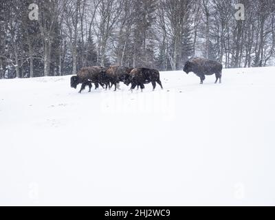 Bisoni americani (Bos bison) durante la nevicata in inverno, in cattività, Tierpark Der Wilde Berg, Mautern, Stiria, Austria Foto Stock