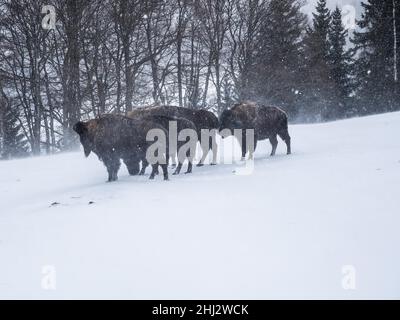 Bisoni americani (Bos bison) durante la nevicata in inverno, in cattività, Tierpark Der Wilde Berg, Mautern, Stiria, Austria Foto Stock